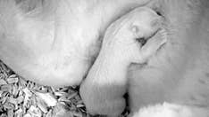 Adorable polar bear cub opens its eyes for the very first time