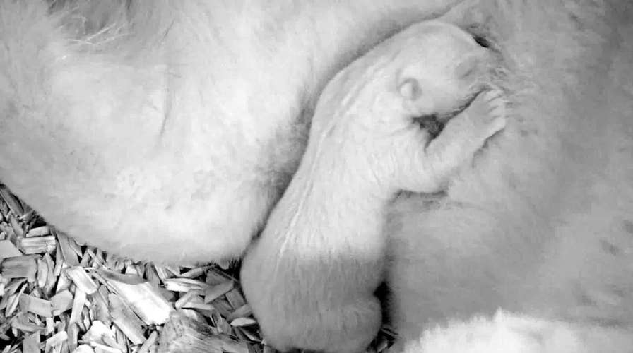 Adorable video: Polar bear cub caught snuggling with mom