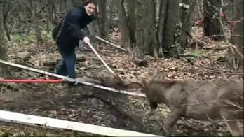 Ohio police untangle buck's antlers from soccer net