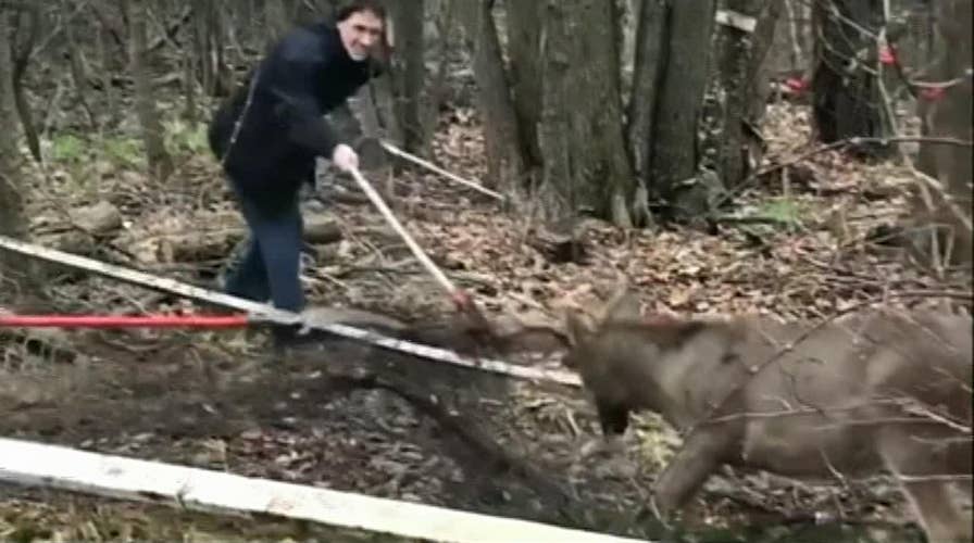 Deer caught in soccer net saved by police