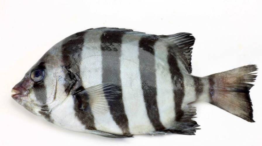 Japanese 'tsunami fish,' the barred knifejaw, found off the California coast seven years later