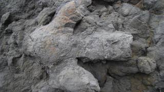 Revealed: A 'treasure trove' of dinosaur footprints - Fox News