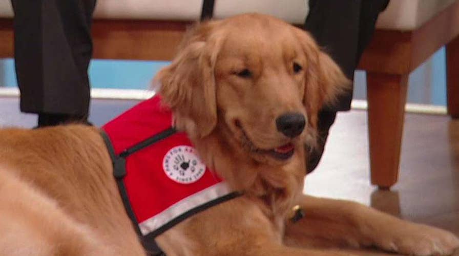 4 Paws for Ability provides service dogs to children, veterans