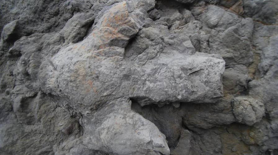 Revealed: A 'treasure trove' of dinosaur footprints