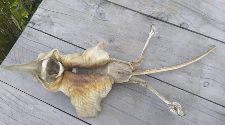 Mysterious sea creatures that washed ashore in 2018