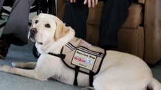 Sully, President Bush's service dog, trains for work at Walter Reed