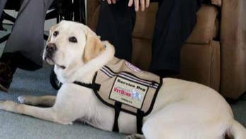 Sully, President George H.W. Bush's former service dog, visits WWII Memorial