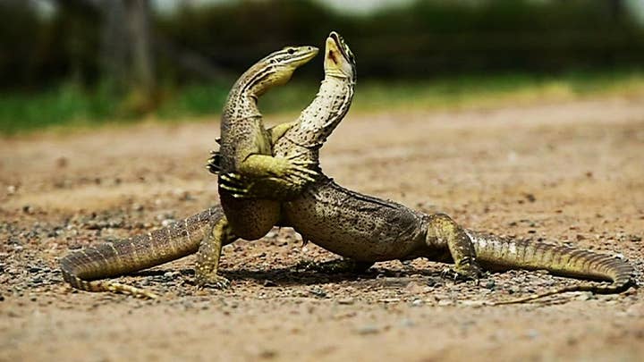Australian lizards caught in bloody battle