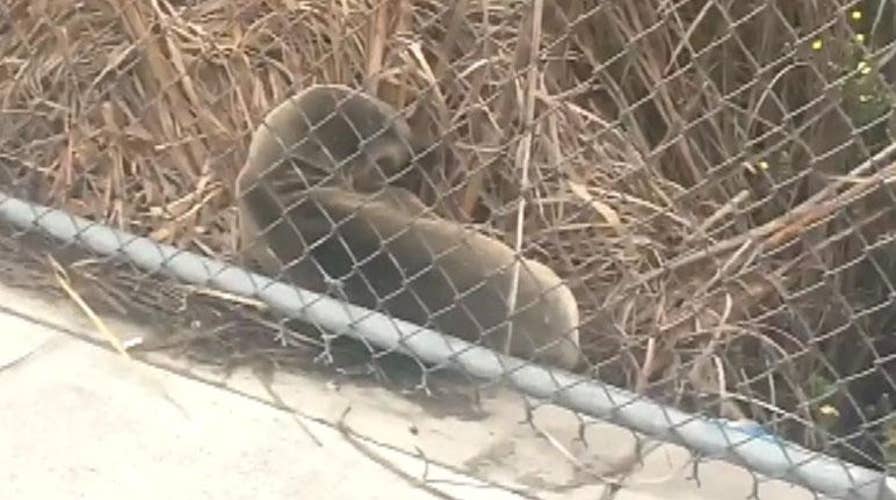 Seal spotted near Oakland International Airport