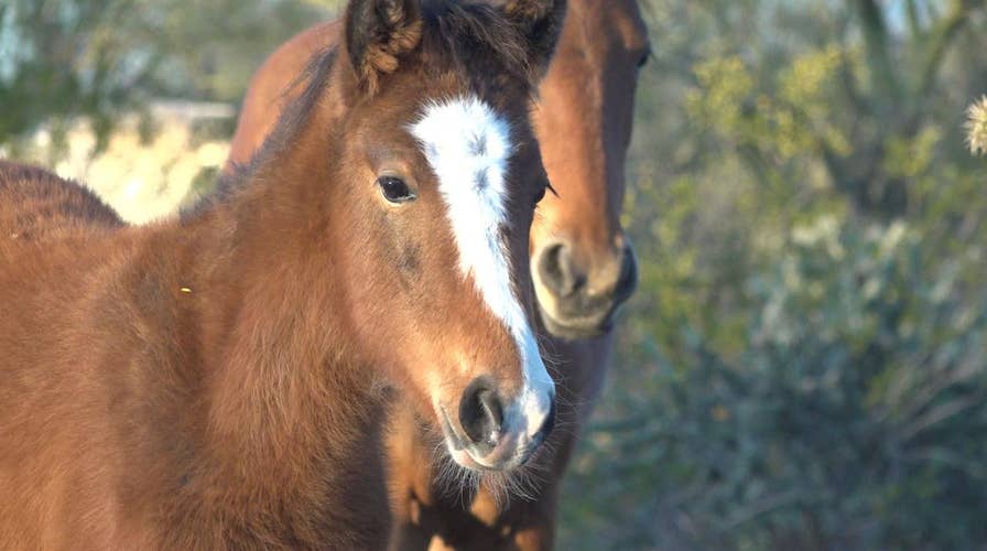 Wild horses getting help in severe drought