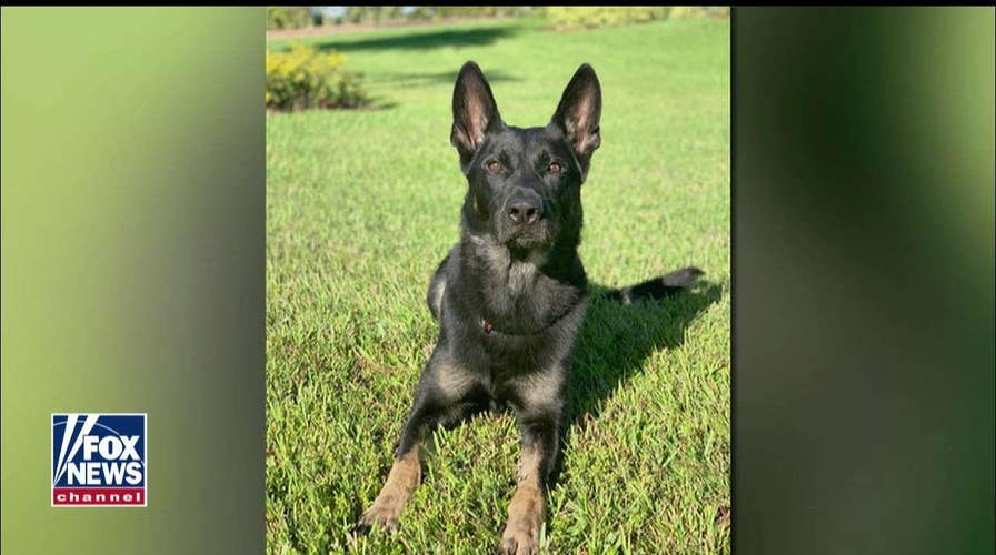 'He Did His Job': Deputies Honor Fallen K9 Officer After Deadly FL Shootout
