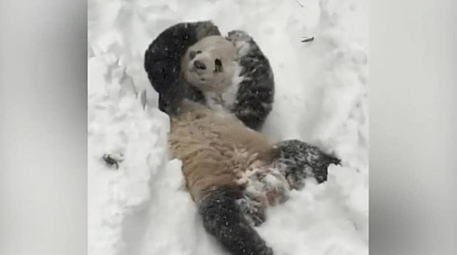 National Zoo shares compilation video of giant panda Bei Bei frolicking in the snow