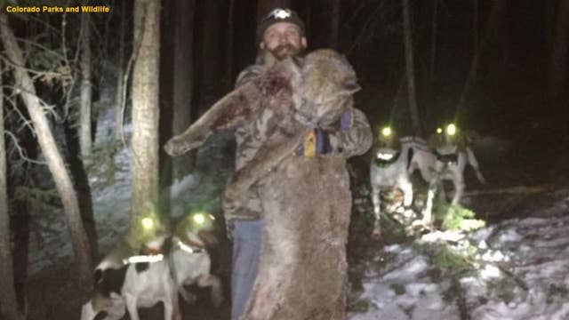 A Colorado man is convicted of a felony after killing a mountain lion 