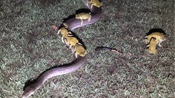 Cane toads captured hitching a ride -- and trying for more -- on Australian python