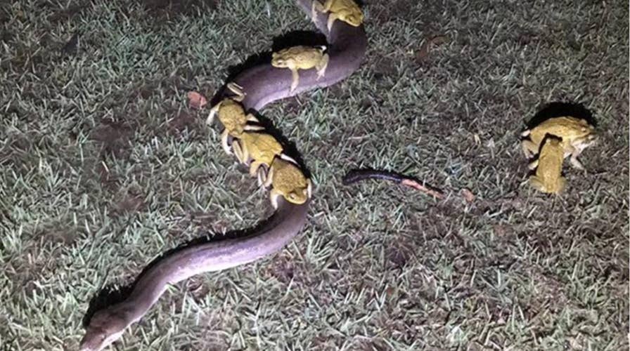 Cane toads captured hitching a ride -- and trying for more -- on Australian python