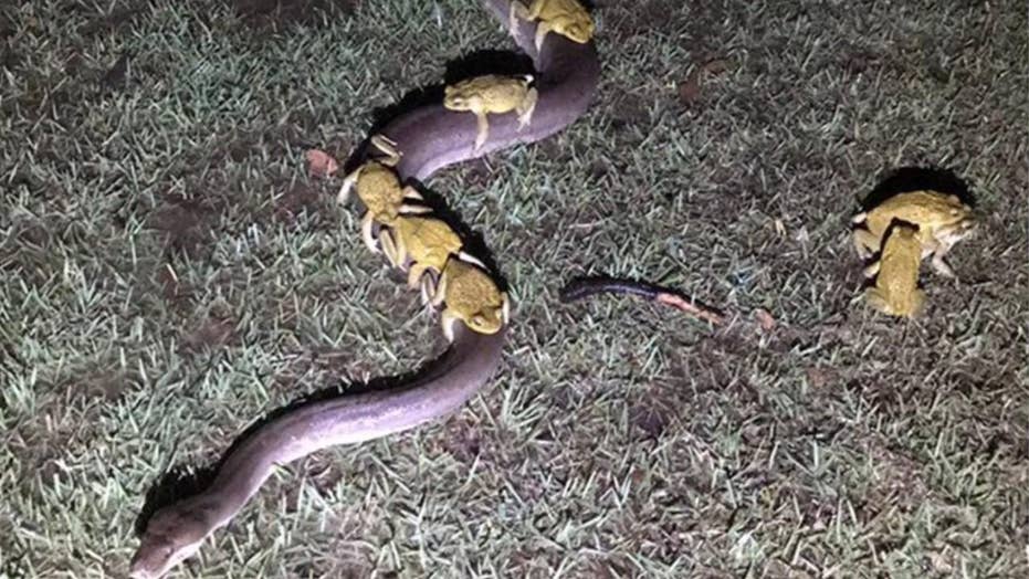 Cane toads captured hitching a ride -- and trying for more -- on Australian python