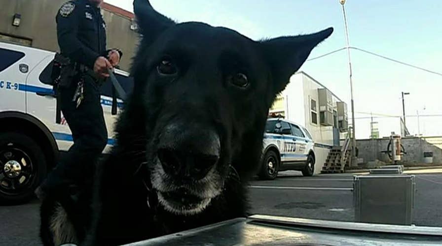 NYPD brings in K-9 units to help keep Times Square safe on New Year's Eve