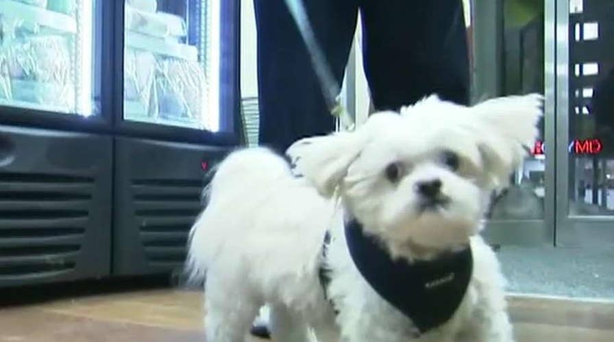 Landmark pet store law in California among the slew of new 2019 state laws taking effect on New Year's Day