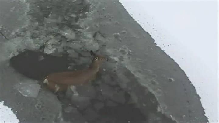 Watch: Drone footage captures deer rescue from icy lake