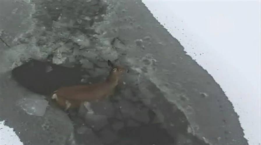 Watch: Drone footage captures deer rescue from icy lake