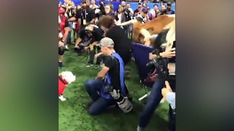 No plans for safety measures after University of Texas mascot lunges at crowd