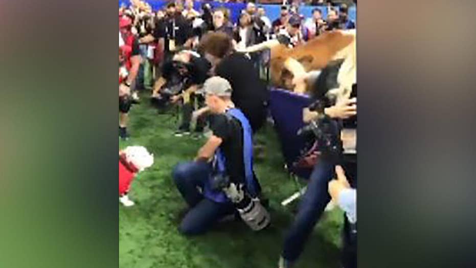 University Of Texas Mascot >> No Plans For Safety Measures After University Of Texas Mascot Lunges University Of Texas Mascot >> No Plans For Safety Measures After University Of Texas Mascot Lunges