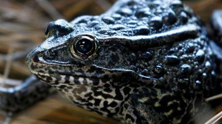 Why was the gopher frog in front of the US Supreme Court?