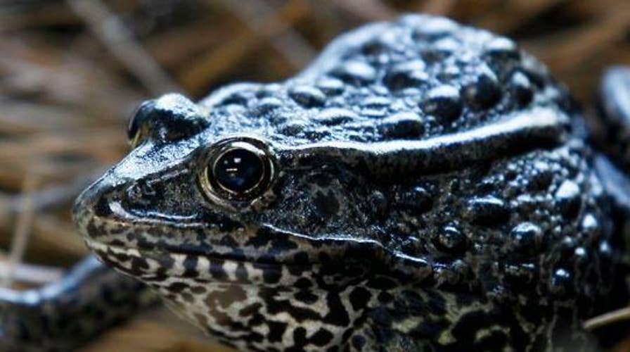 Why was the gopher frog in front of the US Supreme Court?