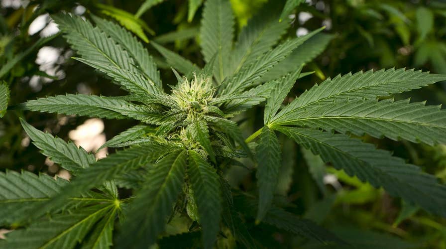 CDC says one in 10 marijuana users become addicted