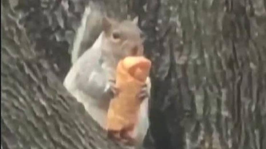 egg roll eating squirrel