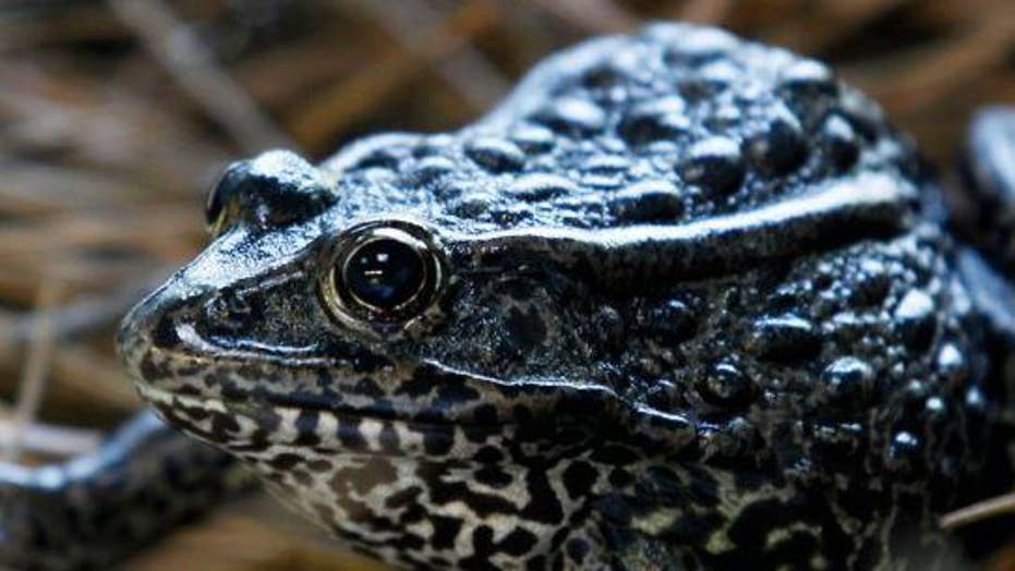 Why was the gopher frog in front of the US Supreme Court?