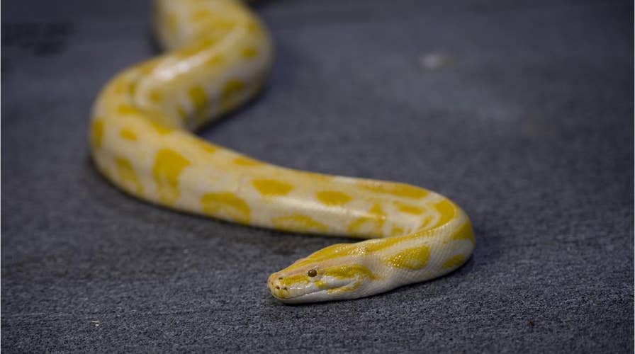 Deadly snake found in couple’s bedroom air conditioner