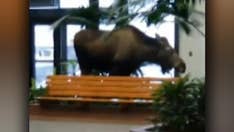 Moose wanders into Alaska hospital for a 'morning snack'