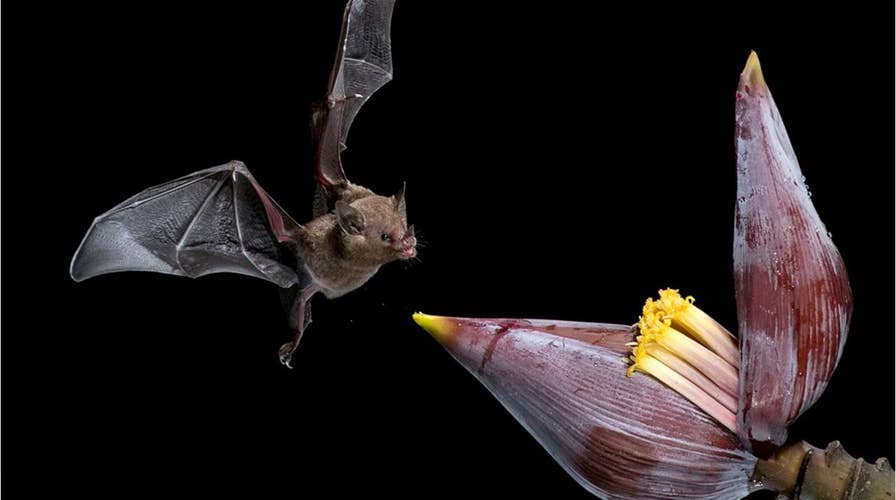 Incredible images show bat drinking nectar from a flower