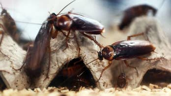 Gross Video: worker finds dozens of dead cockroaches in old phone