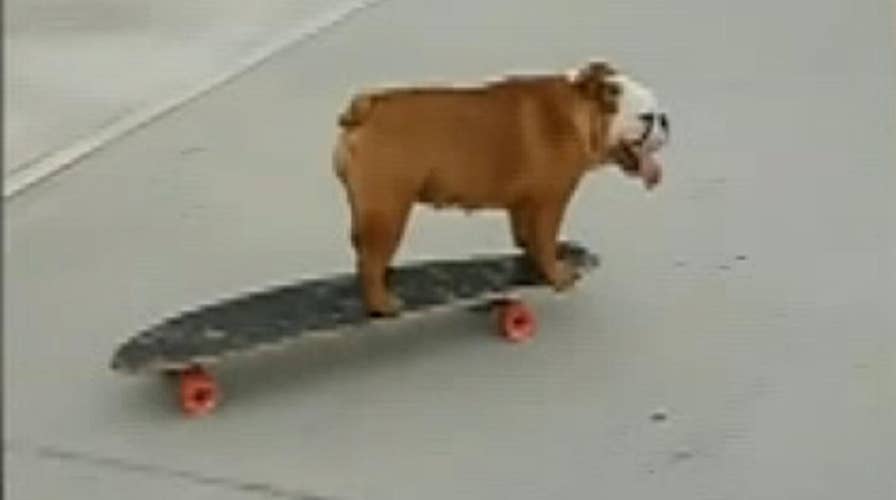 Talented bulldog shows off skateboard skills