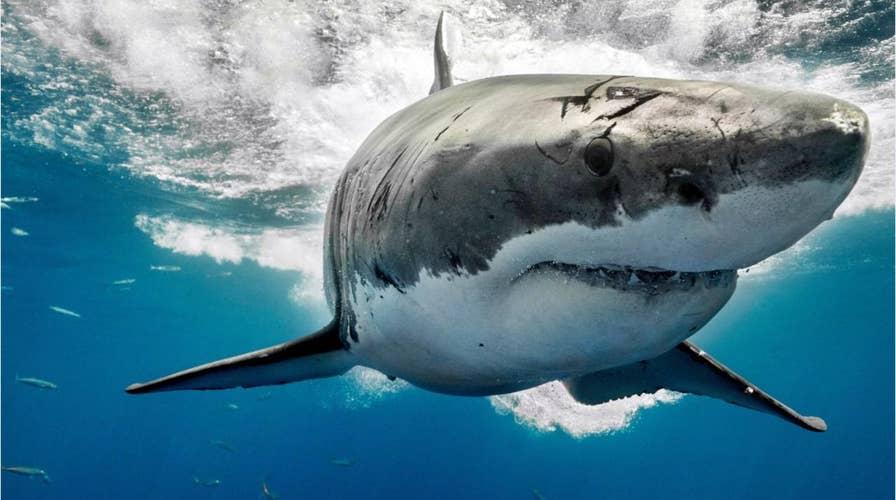 California surfer survives encounter with great white