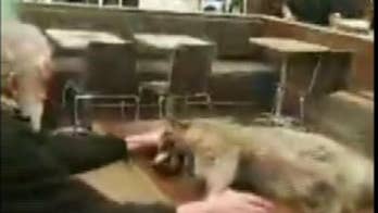McDonald's reopens days after man walks in with dead raccoon, places it on table
