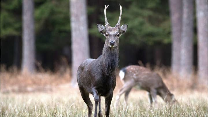 Kill this exotic Sika deer, says Department of Environmental Conservation