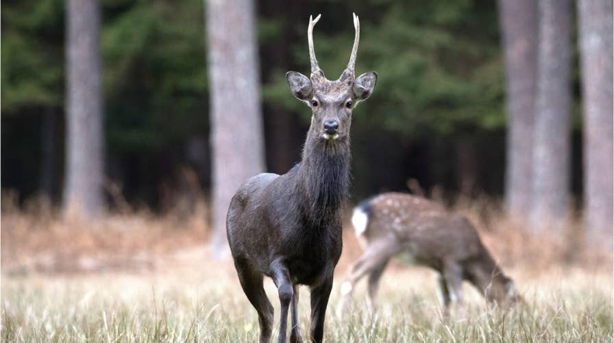 Kill this exotic Sika deer, says Department of Environmental Conservation