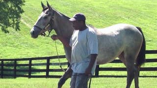 The Man O' War Project offers equine-assisted therapy to help veterans with PTSD - Fox News