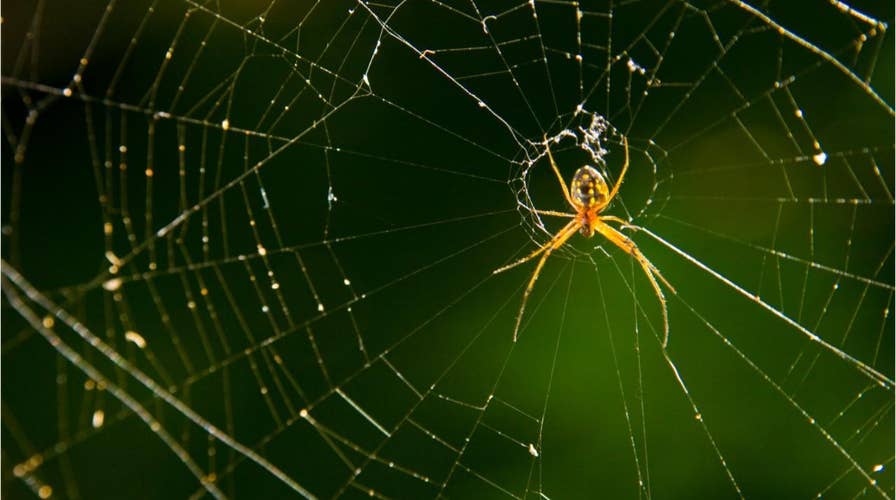 ‘Raining spiders’ in Brazil