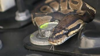 Florida man 'went crazy' after finding boa constrictor on his car engine