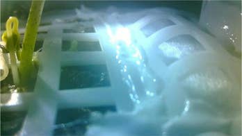 China sprouts seed on the Moon – and hopes to be growing potatoes ‘within 100 days’