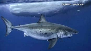 Great white shark, called 'Deep Blue,' spotted near Hawaii