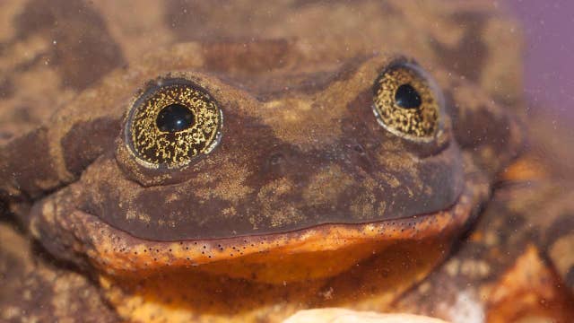 Dating profile video created for 'world's loneliest frog'
