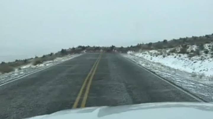 Hundreds of elk run across highway in Washington delaying traffic