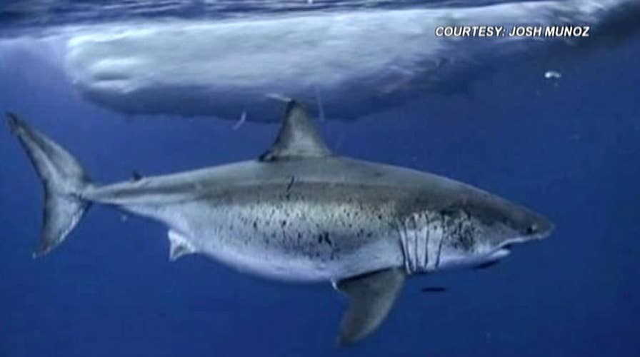 Rare shark sighting: Great white known as 'Deep Blue' spotted in Hawaii waters