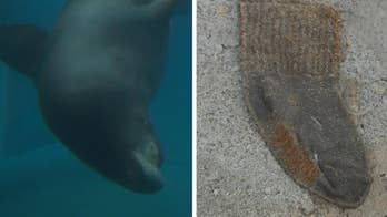 Sea lion at Salt Lake City’s zoo healthy again after throwing up child's sock