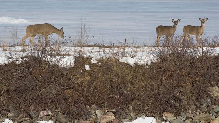Man who helped rescue deer facing fine after taking animal home to nurse back to health